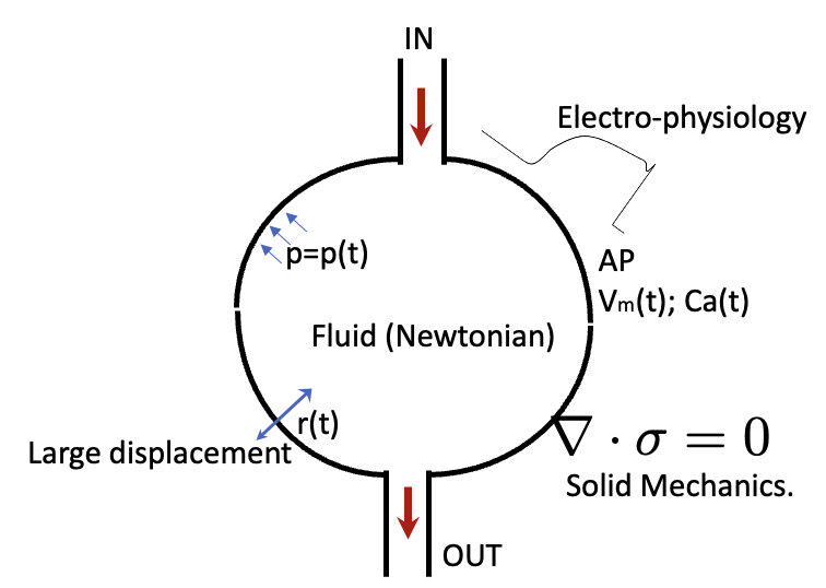 Coupled electro-mechano-fluid model